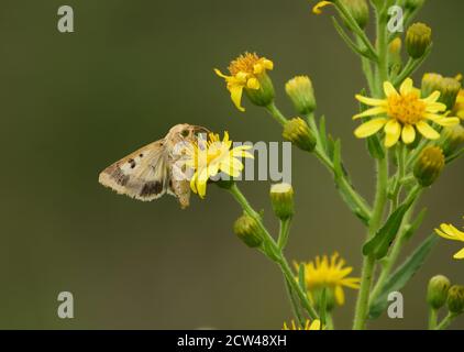 Isolierter Schmetterling der Art Cotton Pollenwurm, Maissohrwurm (Helicoverpa armigera) oder Old World (African) Pollenwurm, auf wilden gelben Blüten. Stockfoto