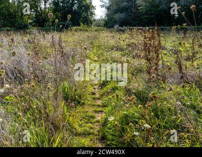 Wilde Wiese gegangen, um im Spätsommer auf dem Samen Cotswold Way National Trail in Gloucestershire, Großbritannien Stockfoto