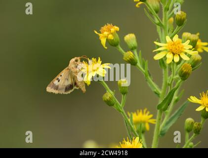 Isolierter Schmetterling der Art Cotton Pollenwurm, Maissohrwurm (Helicoverpa armigera) oder Old World (African) Pollenwurm, auf wilden gelben Blüten. Stockfoto