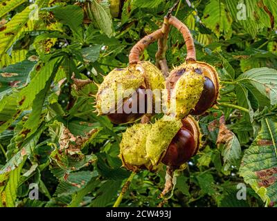 Rosskastanie Aesculus hippocastanum conkers, die aus ihrem Stachel ausbrechen Husks im frühen Herbst - Gloucestershire UK Stockfoto