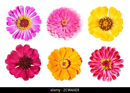 Verschiedene Zinnienblüten von oben, isoliert Stockfoto