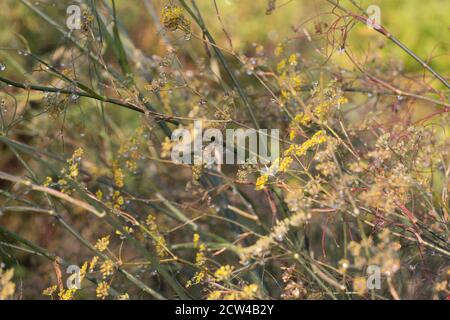 Foeniculum vulgare 'Bronze'. Stockfoto