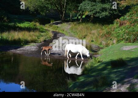 Pferde neben einem Teich in Carding Mill Valley, Shropshire, Großbritannien Stockfoto