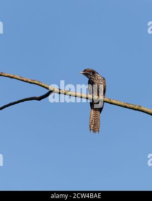 Weiblicher asiatischer Koel (Eudynamys scolopaceus), auf einem Ast thront. Stockfoto