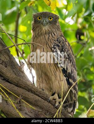 Eine große Braune Fischeule (Ketupa zeylonensis), die auf einem Baumzweig thront, in den Wäldern des Jim Corbett National Park in Uttarakhand, Indien. Stockfoto