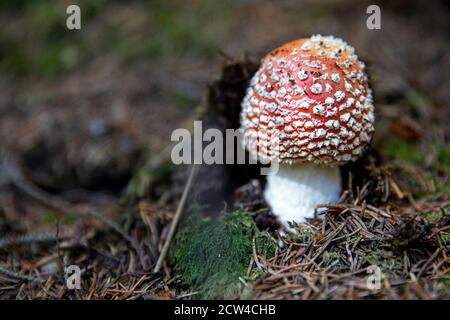 Nahaufnahme von roten Pilz Stockfoto