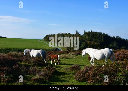 Pferde auf dem Long Mynd, Church Stretton, Shropshire, Großbritannien Stockfoto