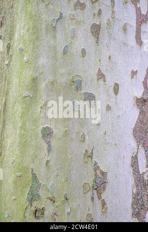 Nahaufnahme der Rinde eines Platanen, Platanus Acerifolia Stockfoto