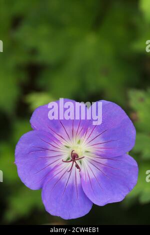 Geranium 'Gerwat' ROZANNE Blume aus nächster Nähe. Stockfoto