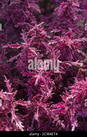 Coleus scutellarioides Hipster 'Luca'. Stockfoto