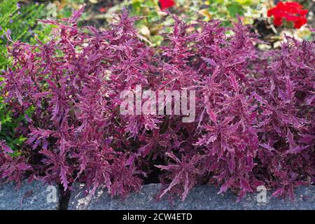 Coleus scutellarioides Hipster 'Luca'. Stockfoto