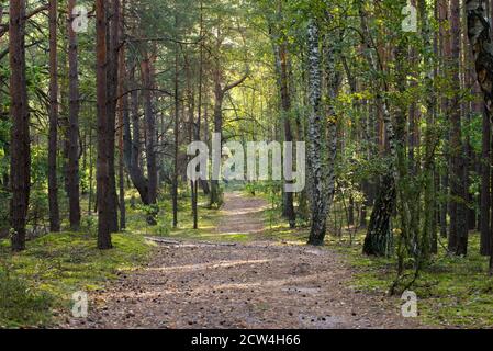 Wanderweg im Sommer Wald an einem sonnigen Tag Stockfoto