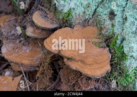 Ganoderma applanatum, Künstlerhalterung, Bärenbrotpilz auf Baumstumpf Nahaufnahme selektiver Fokus Stockfoto