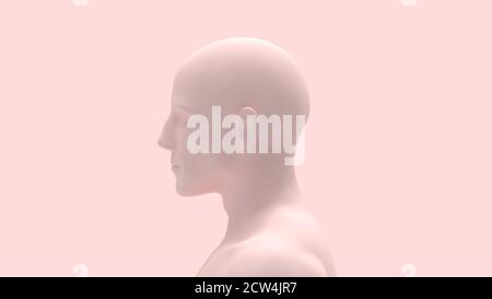 3D-Rendering einer menschlichen Person Körperanatomie Hautfarbe Isoliert Stockfoto