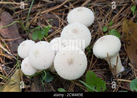 Lycoperdon perlatum, gewöhnliche Puffball weiße Pilze in Wald Nahaufnahme selektive Fokus Stockfoto