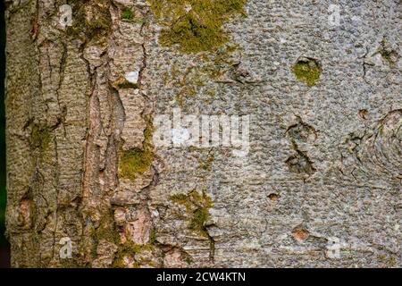 Rinde einer Nikko-Tanne, Abies homolepis Stockfoto