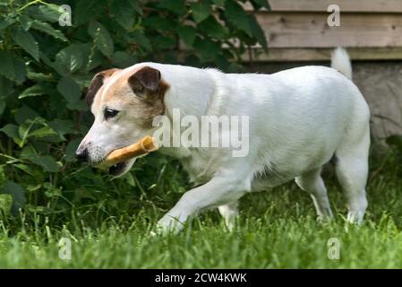 Schöne Jack Russell Terrier Hund hält einen Knochen und zu Fuß Im Garten Stockfoto