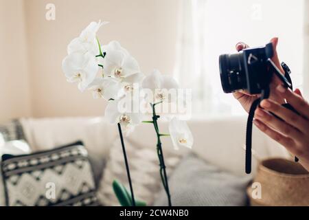 Fotografin fotografiert die blühende Orchidee mit der Kamera. Freiberufler arbeitet von zu Hause aus während covid Stockfoto