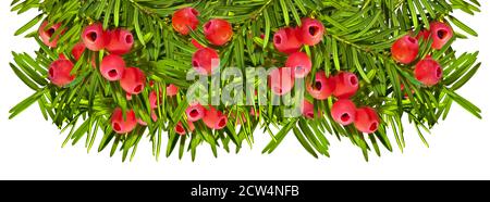 Eibenzweige mit roten Beeren isoliert in Reihe Stockfoto