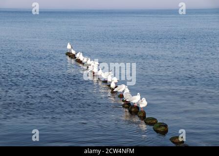 Möwen in einer Reihe auf der Ostsee lustig Stockfoto