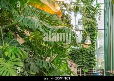 Üppige Vegetation im tropischen Garten. Banane und Monstera Dschungel Pflanzen. Natürlicher Hintergrund Stockfoto