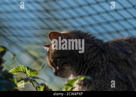 Felis silvestris Katze in der Nähe Zaun auf Baum mit Sommermorgen Sonniger Farbglanz Stockfoto