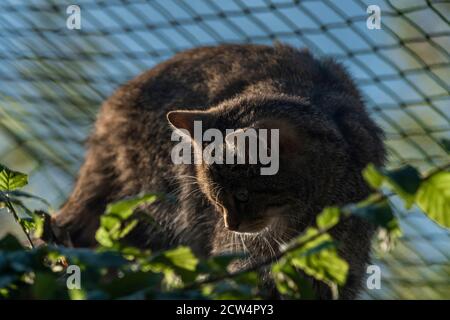 Felis silvestris Katze in der Nähe Zaun auf Baum mit Sommermorgen Sonniger Farbglanz Stockfoto