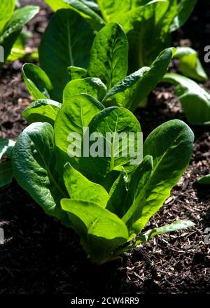 Vertikales Bild von jungen Wintersalat Pflanzen wachsen auf Kompost in einem Garten oder Zuteilung. Hinterleuchtet von der Morgensonne Stockfoto