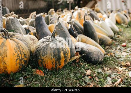 Reife Futterkürbisse in verschiedenen Schattierungen und Formen auf dem Boden im Gemüsegarten, Kürbisernte, selektiver Fokus. Stockfoto