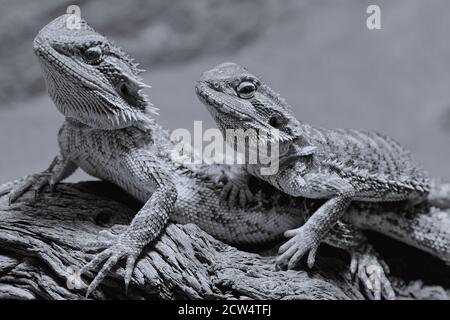 Zwei bärtige Drachen sitzen in ihrem Terrarium zusammen, schwarz und weiß Stockfoto