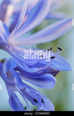 Makro des blauen Lilie - Agapanthus Beurre - an einem sonnigen Tag Stockfoto