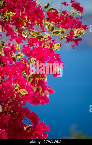 Wunderschöne Bougainvillea Blume mit tollen Farben auf Santorini griechische Insel Mit tiefblauem Meer und Himmel Stockfoto