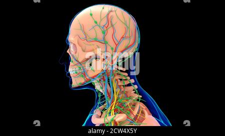 Menschliche Skelett Anatomie mit Kreislauf-System und Lunge für medizinische Konzept 3D-Illustration Stockfoto