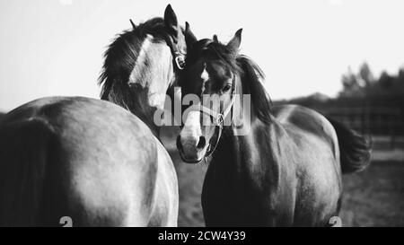 Ein Schwarz-Weiß-Bild von zwei Hauspferden, die auf einem Feld grasen, beleuchtet von Sommersonnenlicht. Freundschaft und Fürsorge. Stockfoto