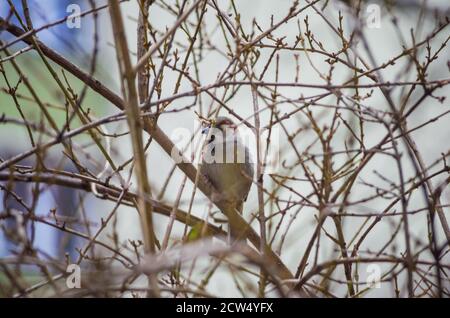 Spatz auf einem Ast ohne Blätter aus der Nähe Stockfoto