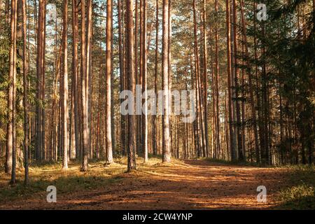 Kiefernwald und Straße. Sommer sonnige Landschaft. Stockfoto