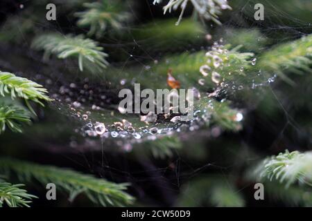 Hintergrund der Tau-Tropfen auf einem Spinnennetz. Tau auf Spinnennetz. Morgentau im Spinnennetz. Nach einer Nacht des Regens Stockfoto