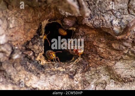 Europäische Hornissen verteidigen das Eindringen ihrer Hornissen Nest gegen Invasoren und sind eine gefährliche und giftige Pest, die bauen Kolonie mit stechend gelb Stockfoto