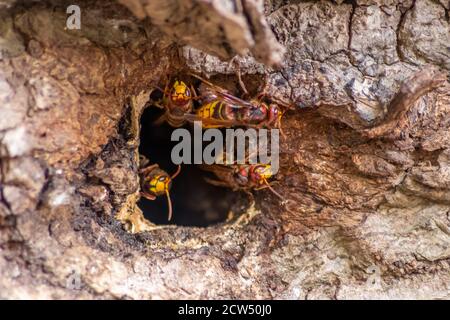 Europäische Hornissen verteidigen das Eindringen ihrer Hornissen Nest gegen Invasoren und sind eine gefährliche und giftige Pest, die bauen Kolonie mit stechend gelb Stockfoto