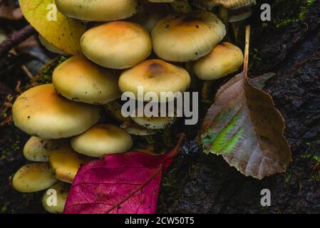 Grünblättriger Schwefelkopf auf einem Baumstumpf, Hypholoma fasciculare, viele Pilze auf einem Baumstamm, Pilze künstlerisch fotografiert, Makrofoto Stockfoto