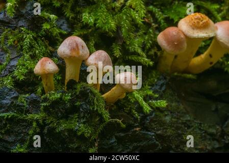 Grünblättriger Schwefelkopf auf einem Baumstumpf, Hypholoma fasciculare, viele Pilze auf einem Baumstamm, Pilze künstlerisch fotografiert, Makrofoto Stockfoto