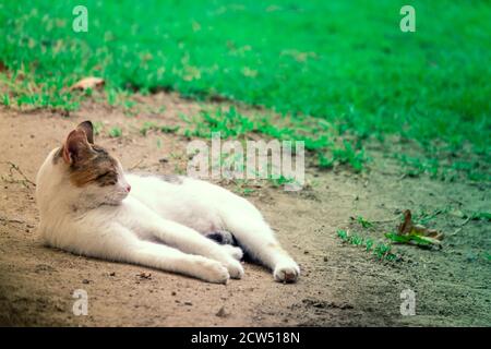 Obdachlose streunende Katze, die im Garten ruht. Stockfoto