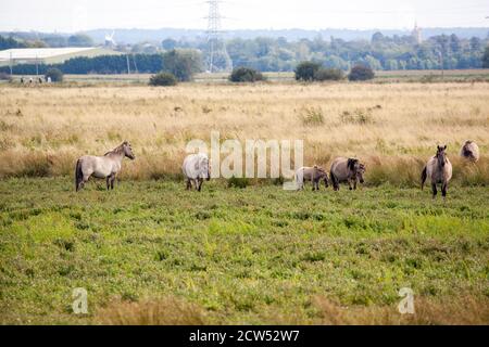 Das Konik oder polnisches Urpferd ein kleines, halbwildes Wildpferd, das aus Polen stammt. Hier gesehen, als es zum Weiden des Naturschutzgebietes Wicken fen verwendet wurde Stockfoto