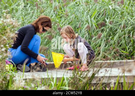 Frau und Kind Teich Tauchen mit gelben Fischernetz an Wicken Fen Naturschutzgebiet Cambridgeshire Stockfoto