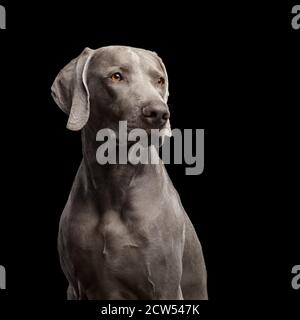 Porträt des Weimaraner Hundes auf isoliertem schwarzem Hintergrund Stockfoto