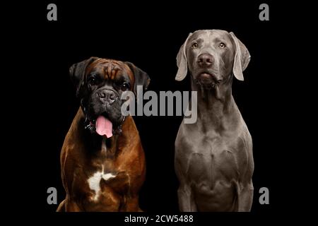 Portrait von zwei Hunden Boxer und Weimaraner auf Isolated Black Hintergrund Stockfoto