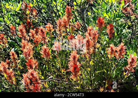 Indischer Pinsel (Castilleja) auf Kokomo Pass, Colorado Trail, Breckenridge, Colorado Stockfoto