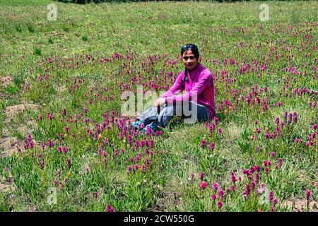 Umgeben von Spitleaf Pinsel (Castilleja rhexiifoli) auf Kokomo Pass, Colorado Trail, Breckenridge, Colorado Stockfoto