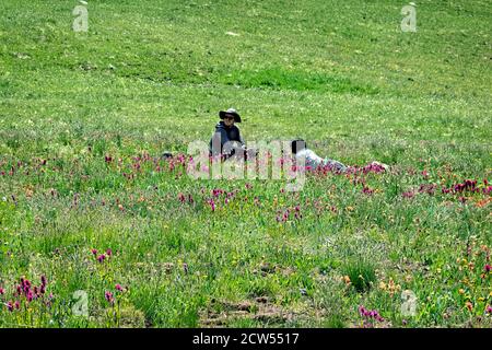 Umgeben von Spitleaf Pinsel (Castilleja rhexiifoli) auf Kokomo Pass, Colorado Trail, Breckenridge, Colorado Stockfoto