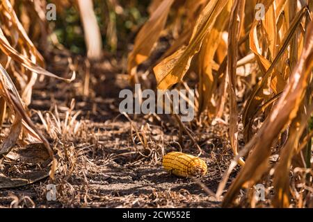In Deutschland ist die Maisernte nach dem heißen Sommer und der Dürre schwierig Stockfoto